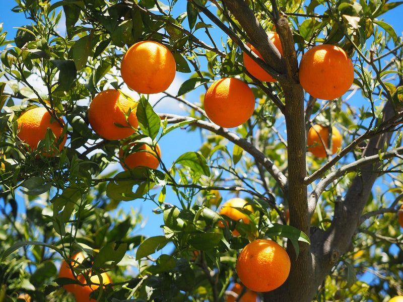 Blütenwässer sind treue Helfer in jeder Lebenslage
