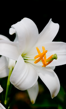 Regeneration Kur 40ml