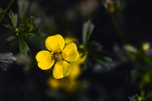 Akutcreme Potentilla MED 20ml