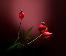 Lipstick 13 bromelia 4,1g