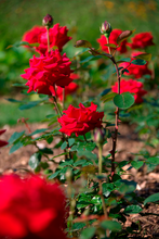 Rosen Pflegeöl 75ml