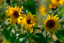 Lip Liner 01 tulipwood 1,05g